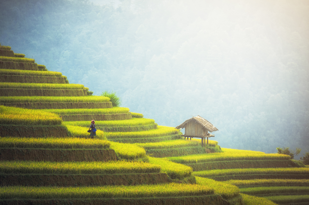 Lais Puzzle - Reisfelder auf den Terrassen von Mu Cang Chai, YenBai, Vietnam - 2.000 Teile p-323730