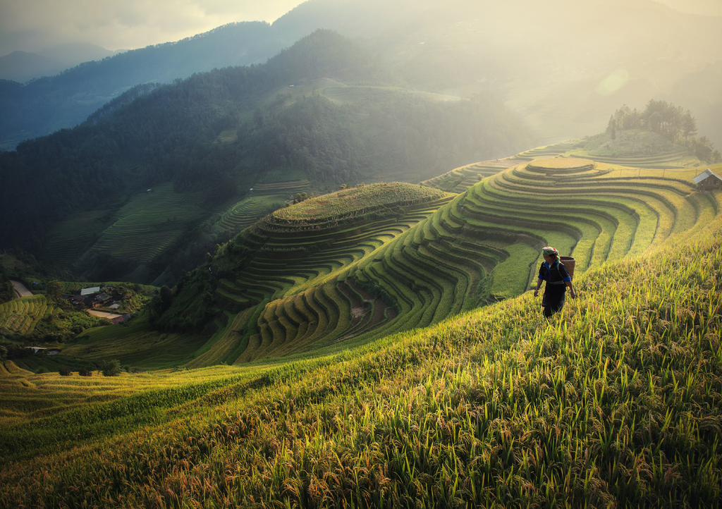 Lais Puzzle - Reisfelder auf den Terrassen von Mu Cang Chai, YenBai, Reisfelder bereiten die Ernte im Nordwesten Vietnams vor - 1.000 Teile p-323735