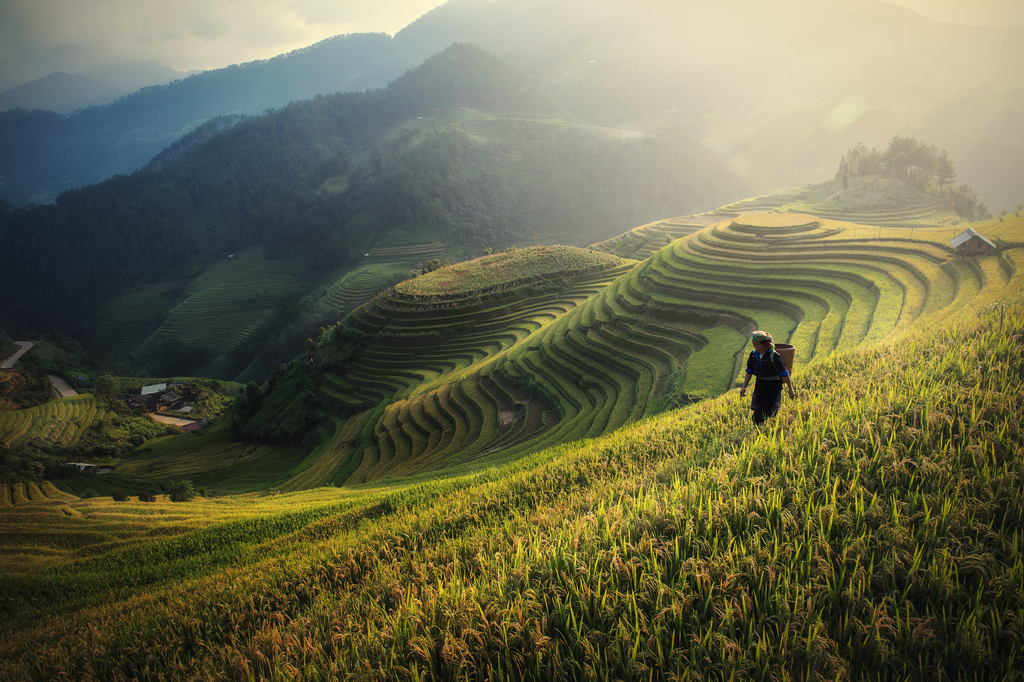 Lais Puzzle - Reisfelder auf den Terrassen von Mu Cang Chai, YenBai, Reisfelder bereiten die Ernte im Nordwesten Vietnams vor - 2.000 Teile p-323736