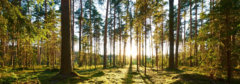 Lais Puzzle - Sonnenaufgang im Kiefernwald, Panorama - 1.000 Teile p-324591