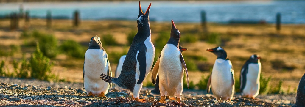 Lais Puzzle - Die Pinguinkolonie auf der Insel im Beagle-Kanal. Argentinisches Patagonien. Ushuaia, Panorama - 1.000 Teile p-326002