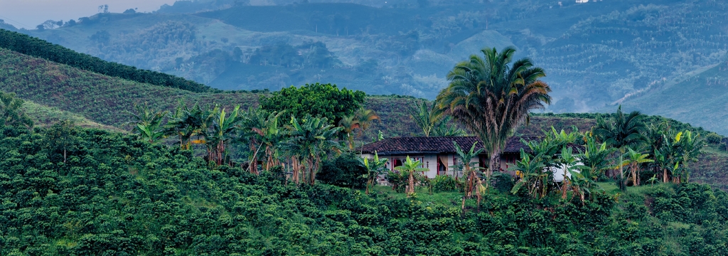 Lais Puzzle - Schöner Blick auf eine Kaffeeplantage im Morgengrauen bei Manizales, Kolumbien, Panorama - 1.000 Teile p-326376