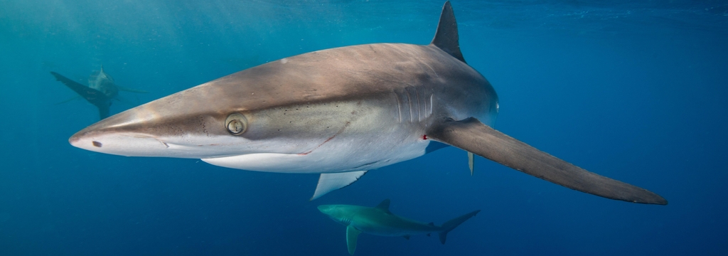 Lais Puzzle - Unterwasseransicht des Seidenhais (carcharhinus falciformis) San Benedicto, Revillagigedo, Colima, Mexiko, Panorama - 1.000 Teile p-326800