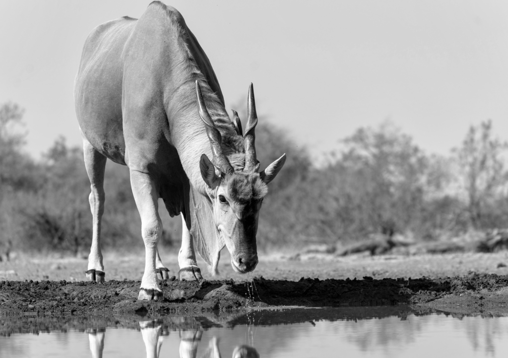 Lais Puzzle - Elenantilopenbulle (Taurotragus oryx) beim Trinken an einem Wasserloch im Mashatu-Wildreservat im Tuli-Block in Botsuana in schwarz weiß - 1.000 Teile p-327696