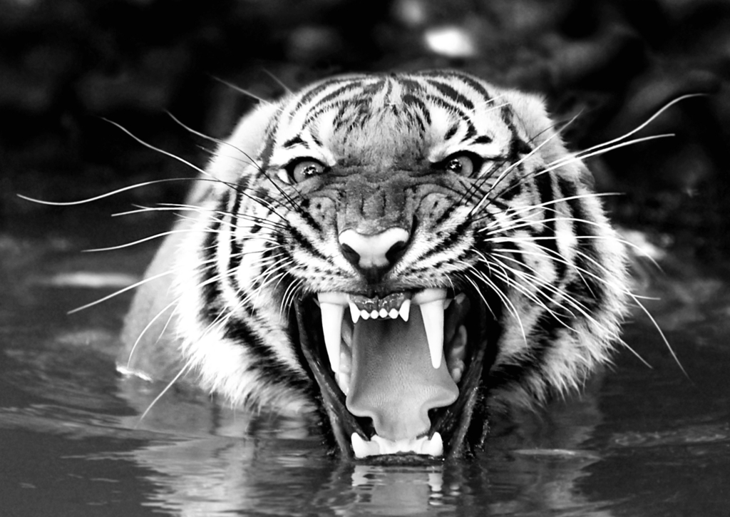 Lais Puzzle - Bengalischer Tiger in schwarz weiß - 500, 1.000 & 2.000 Teile p-327821