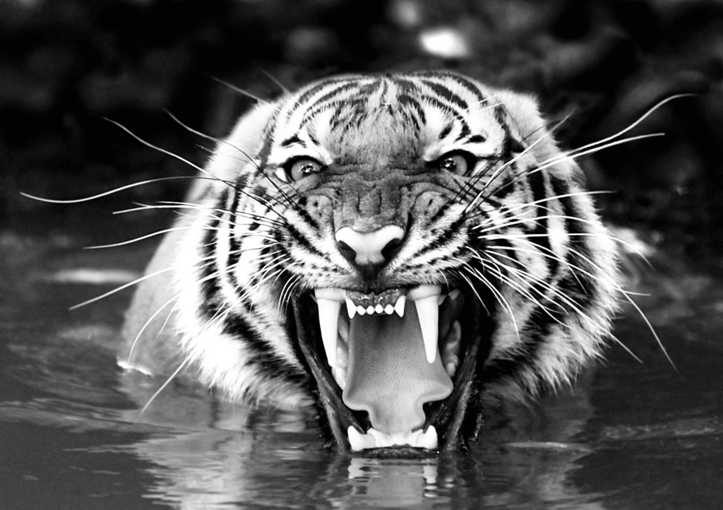 Lais Puzzle - Bengalischer Tiger in schwarz weiß - 1.000 Teile p-327822