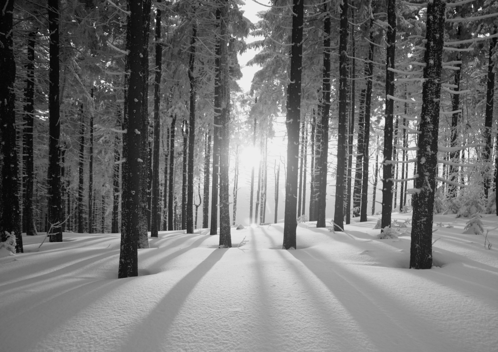 Lais Puzzle - Sonnenuntergang im Wald im Winterhalbjahr in schwarz weiß - 500, 1.000 & 2.000 Teile p-327854