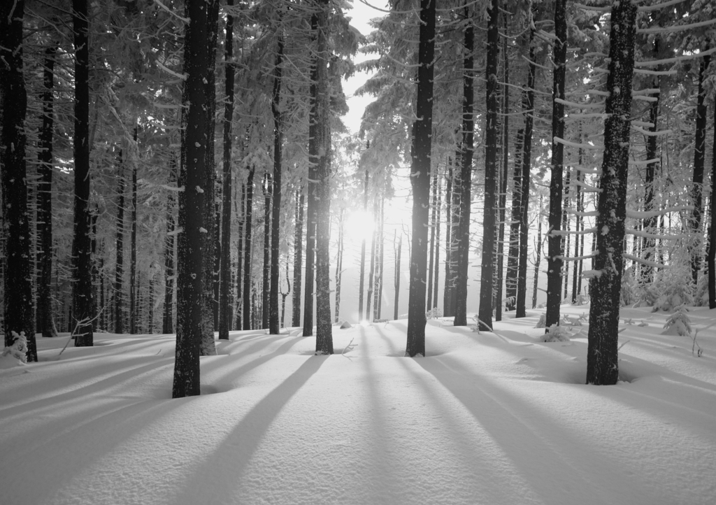 Lais Puzzle - Sonnenuntergang im Wald im Winterhalbjahr in schwarz weiß - 1.000 Teile p-327855