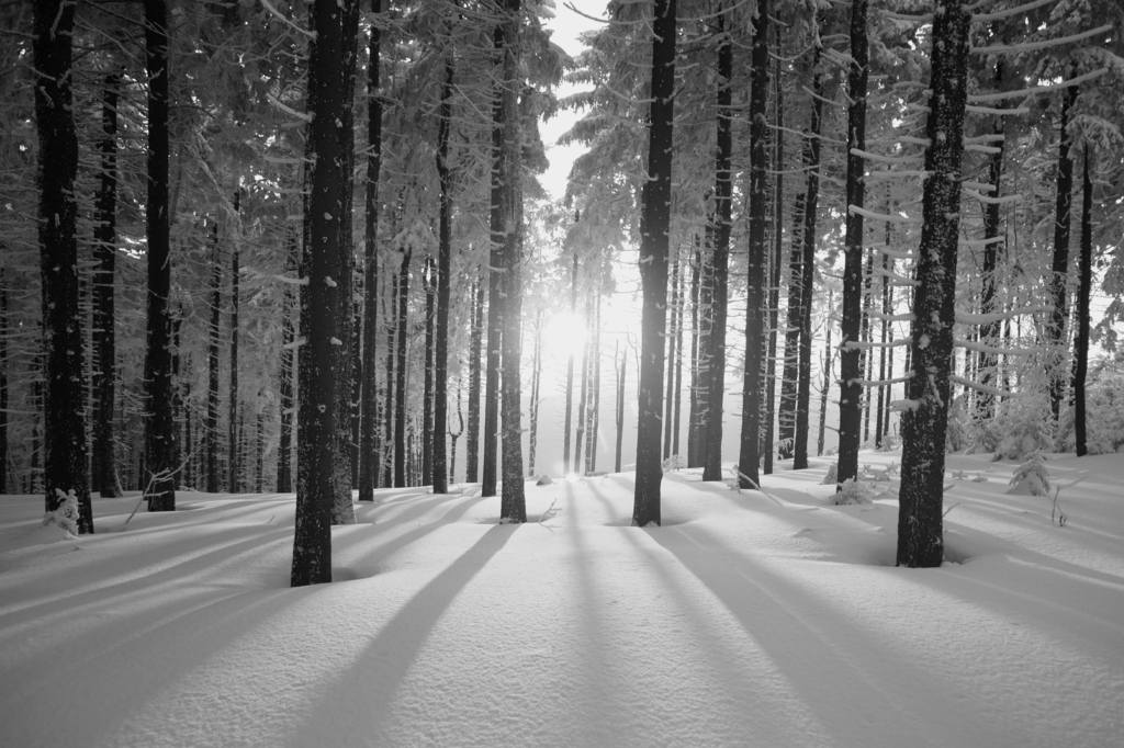 Lais Puzzle - Sonnenuntergang im Wald im Winterhalbjahr in schwarz weiß - 2.000 Teile p-327856