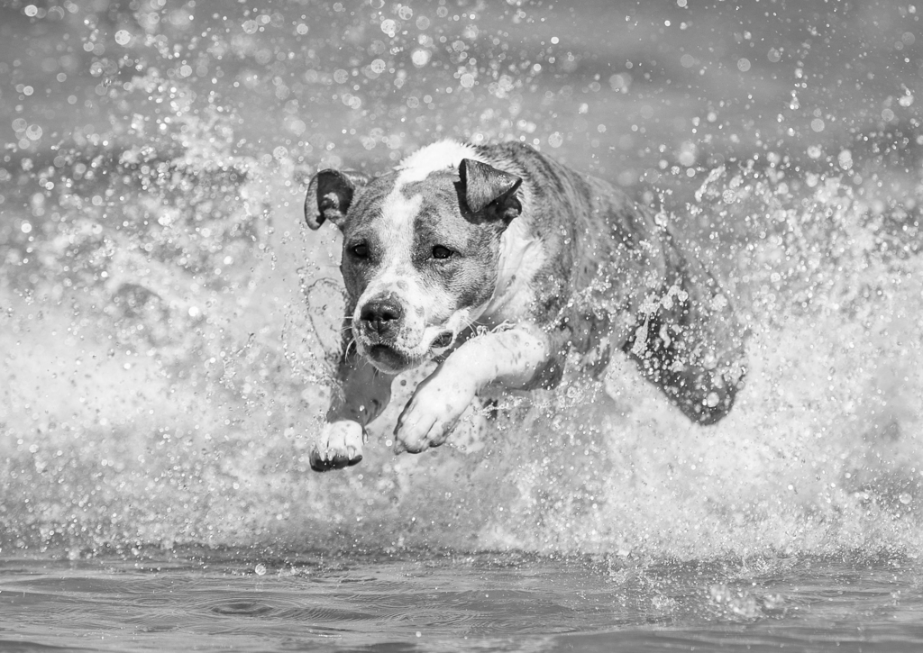Lais Puzzle - American Staffordshire Terrier in schwarz weiß - 500, 1.000 & 2.000 Teile p-328232