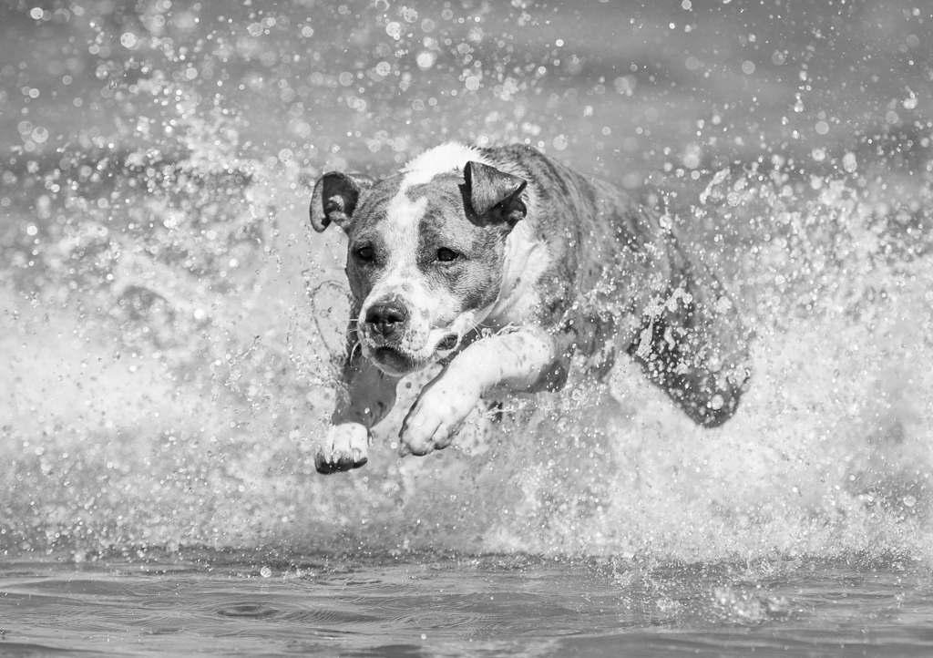 Lais Puzzle - American Staffordshire Terrier in schwarz weiß - 1.000 Teile p-328233
