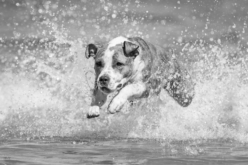 Lais Puzzle - American Staffordshire Terrier in schwarz weiß - 2.000 Teile p-328234