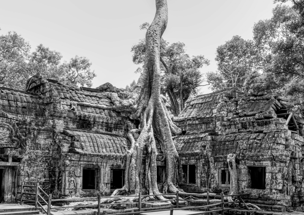 Lais Puzzle - Ta-Prohm-Tempel, Kambodscha in schwarz weiß - 500, 1.000 & 2.000 Teile p-330392