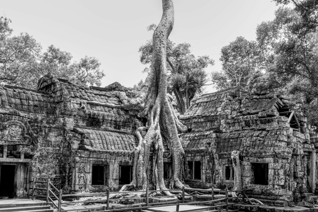 Lais Puzzle - Ta-Prohm-Tempel, Kambodscha in schwarz weiß - 2.000 Teile p-330394