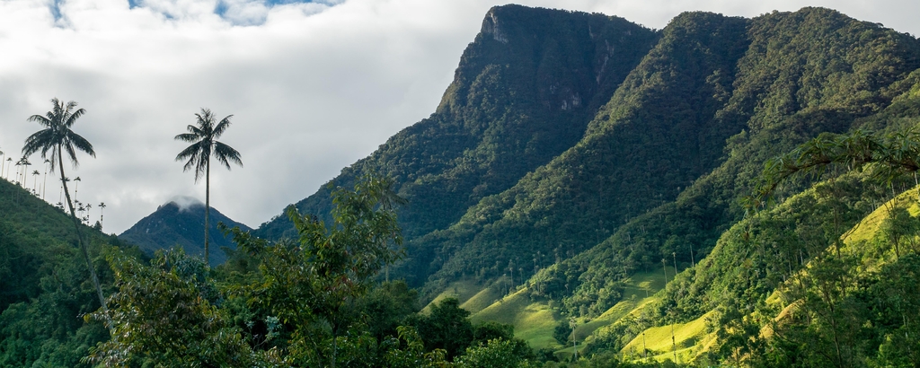 Lais Puzzle - Quindio-Wachspalmen im Valle de Cocora,nahe Salente, Zona Cafetera, Kolumbien, Panorama - 2.000 Teile p-332501