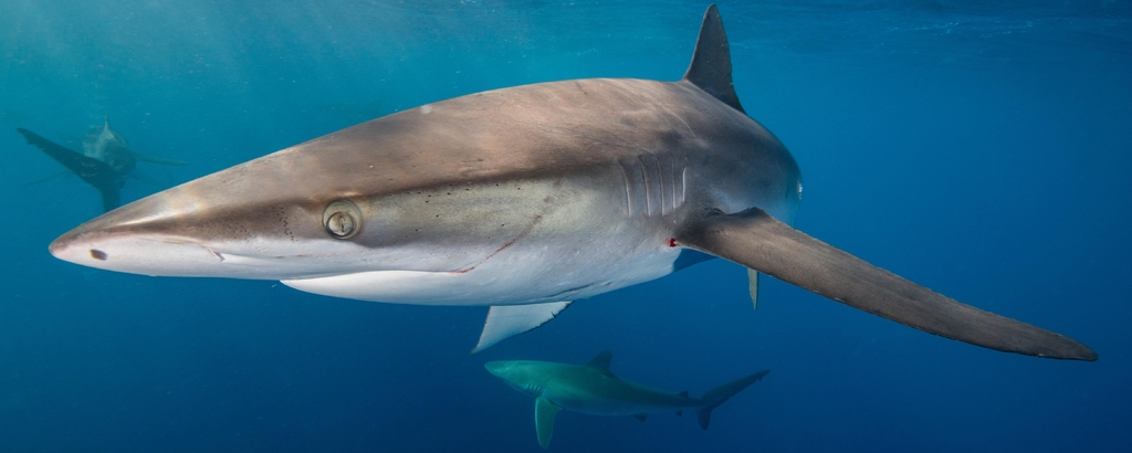 Lais Puzzle - Unterwasseransicht des Seidenhais (carcharhinus falciformis) San Benedicto, Revillagigedo, Colima, Mexiko, Panorama - 2.000 Teile p-335269