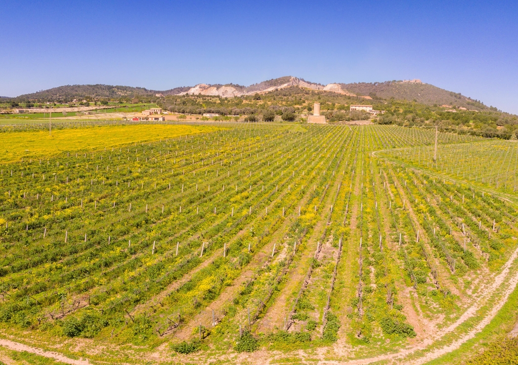 Lais Puzzle - Moli des Porques, Weinberge Mesquida Mora, Porreres, Mallorca - 1.000 Teile p-345045