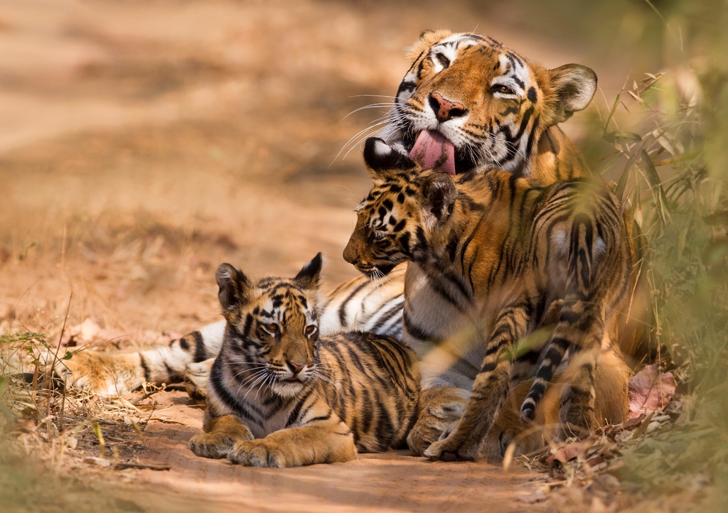 Lais Puzzle - Royal Bengal Tiger mit Cub - 1.000 Teile p-345066