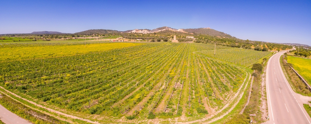 Lais Puzzle - Moli des Porques, Weinberge Mesquida Mora, Porreres, Mallorca - 2.000 Teile p-345352
