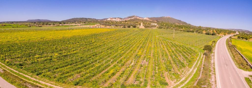 Lais Puzzle - Moli des Porques, Weinberge Mesquida Mora, Porreres, Mallorca - 1.000 Teile p-345707