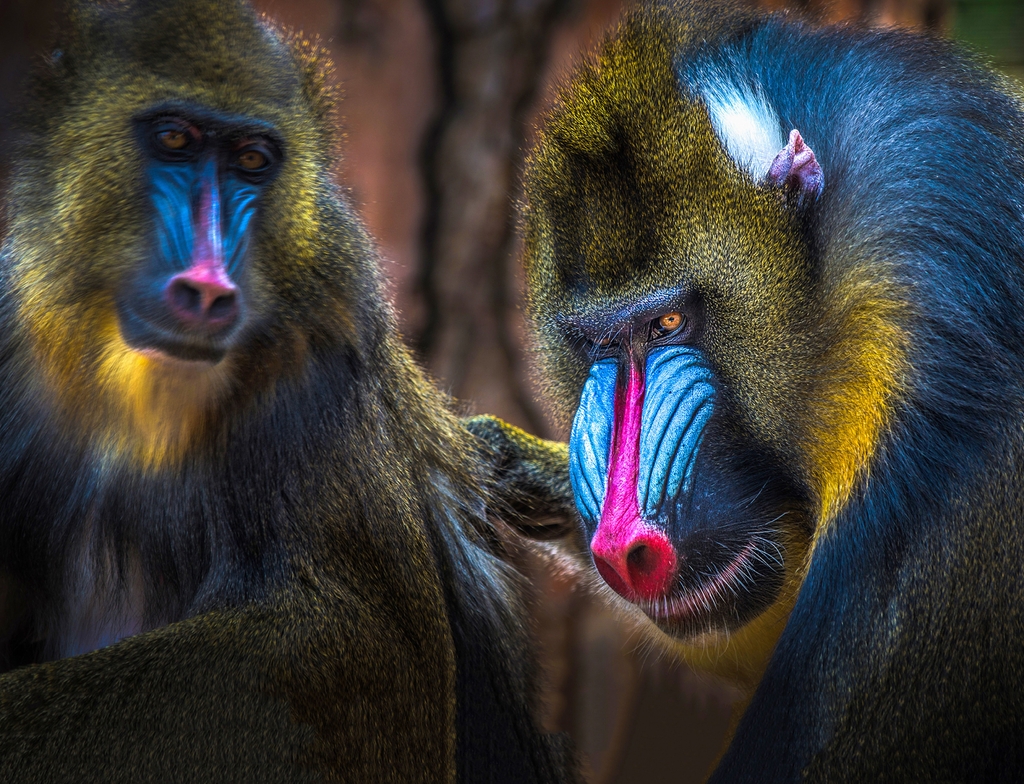 Lais Puzzle - Mandrill Affe - 1.000 Teile p-348803