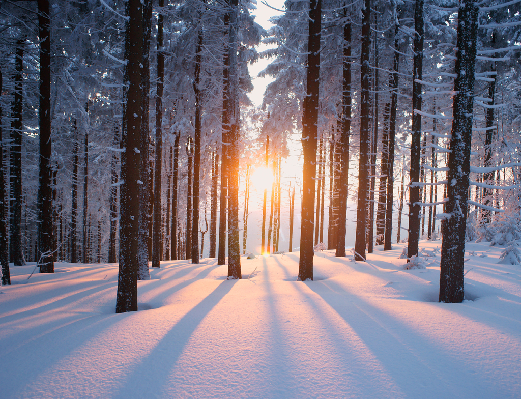 Lais Puzzle - Sonnenuntergang im Wald im Winterhalbjahr - 1.000 Teile p-349091