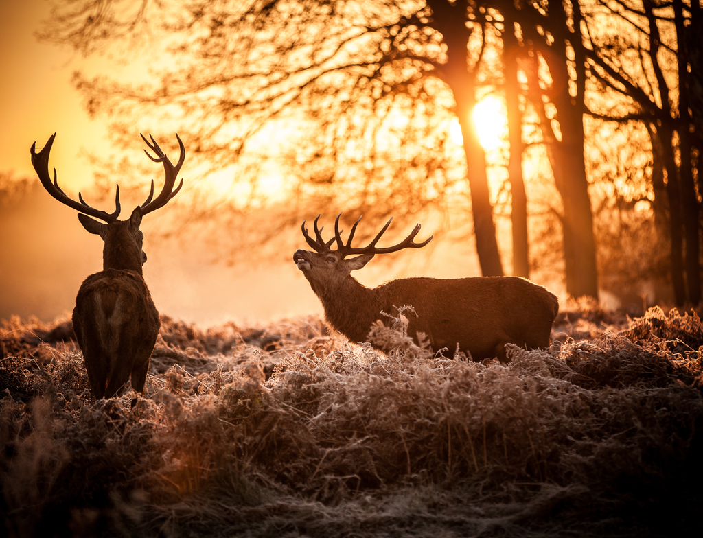 Lais Puzzle - Rothirsch in der Morgensonne - 1.000 Teile p-349093