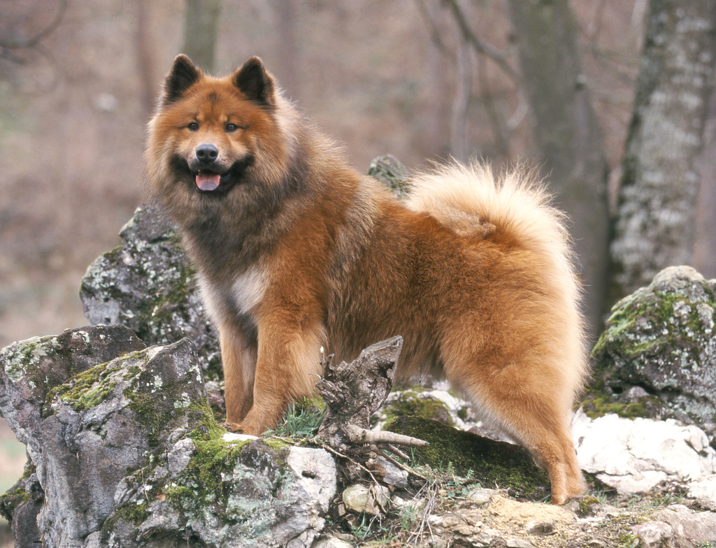 Lais Puzzle - Eurasier - 1.000 Teile p-349782