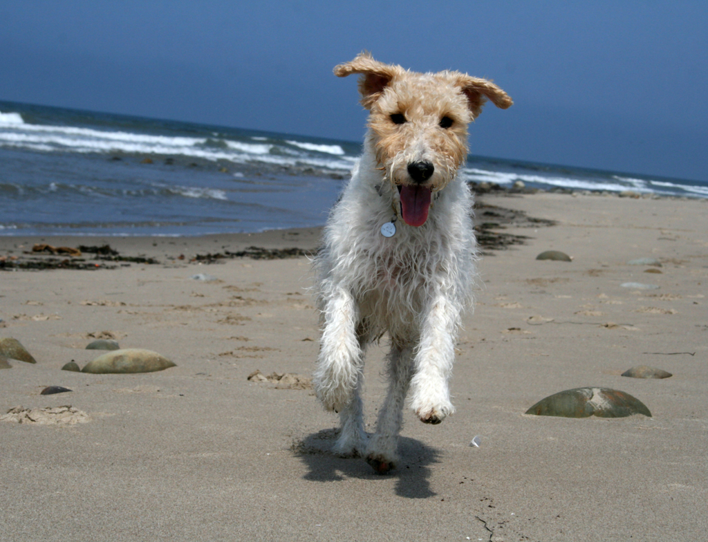 Lais Puzzle - Foxterrier Drahthaar - 1.000 Teile p-349786