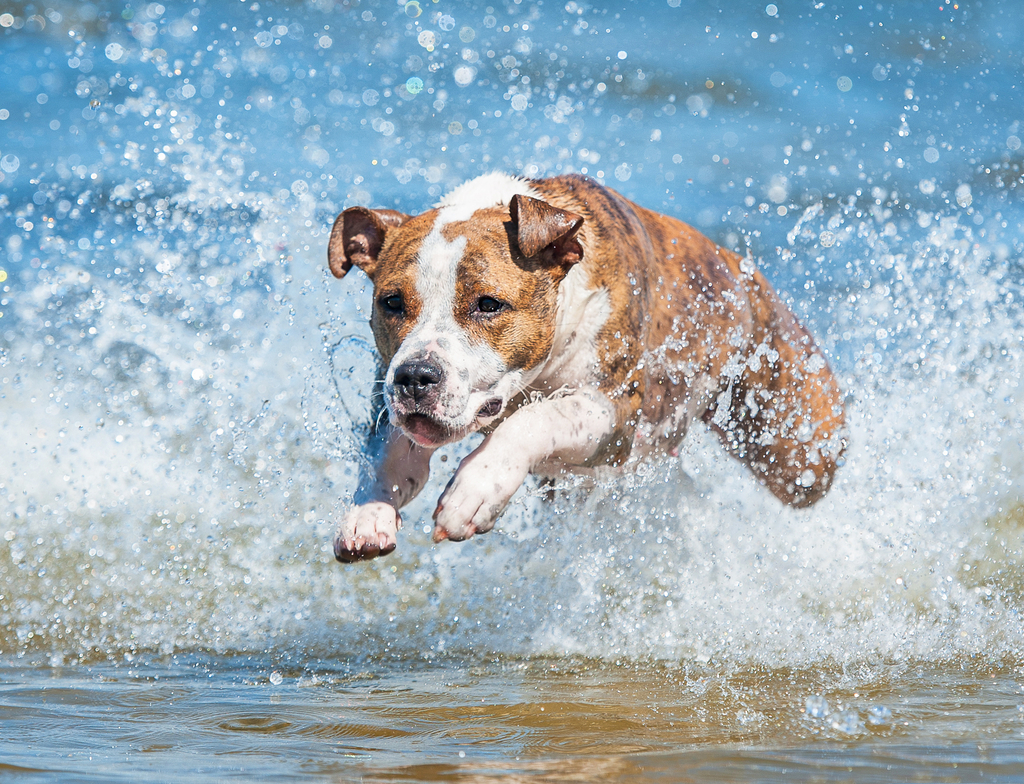 Lais Puzzle - American Staffordshire Terrier - 1.000 Teile p-349811