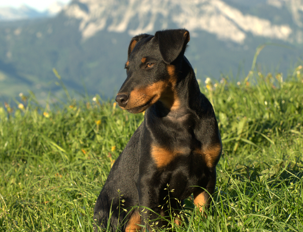 Lais Puzzle - Deutscher Jagdterrier - 1.000 Teile p-349818