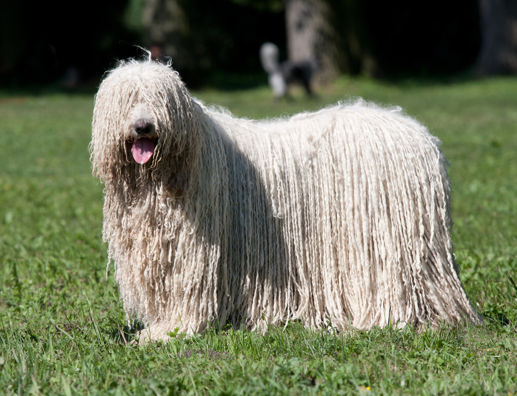 Lais Puzzle - Komondor - 1.000 Teile p-349824