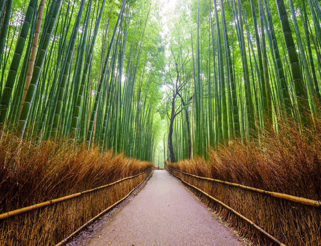 Lais Puzzle - Pfad zum Bambuswald, Arashiyama, Kyoto, Japan - 1.000 Teile p-349856