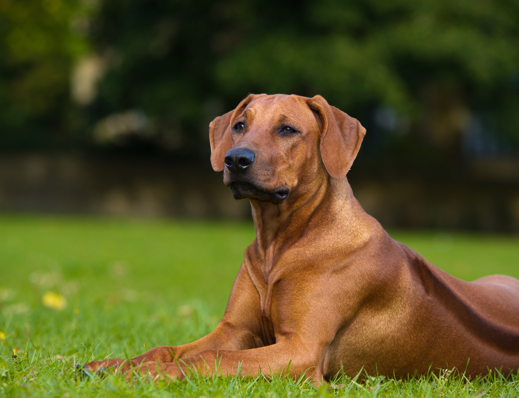 Lais Puzzle - Rhodesian Ridgeback - 1.000 Teile p-349875