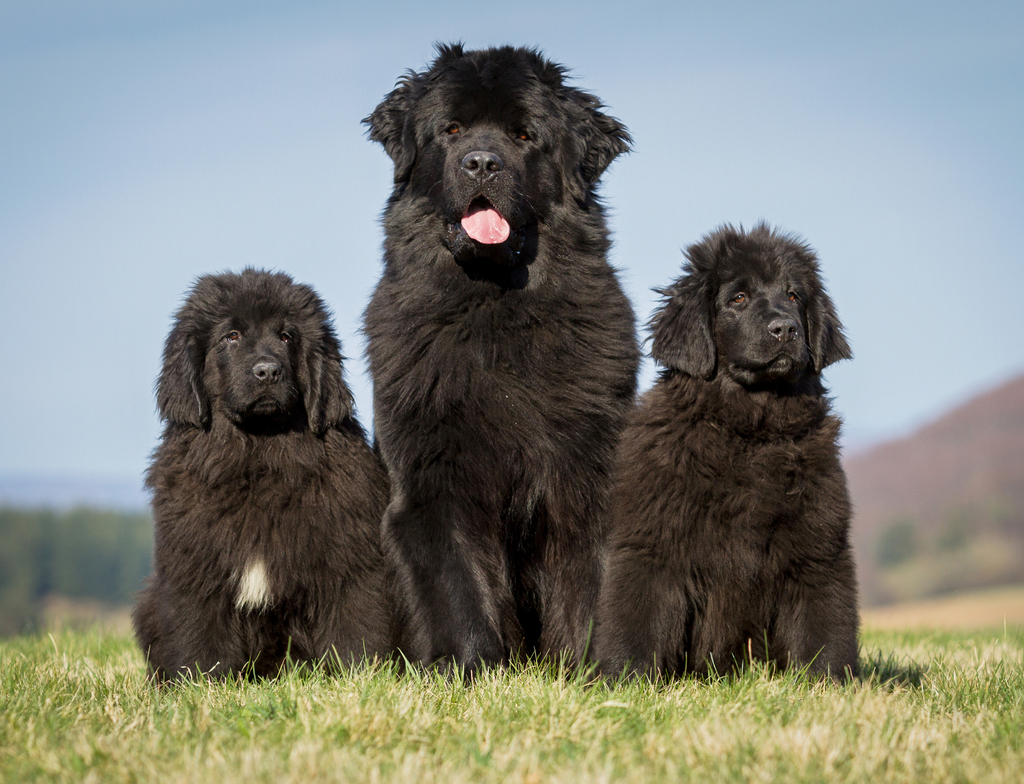 Lais Puzzle - Neufundländer - 1.000 Teile p-349876