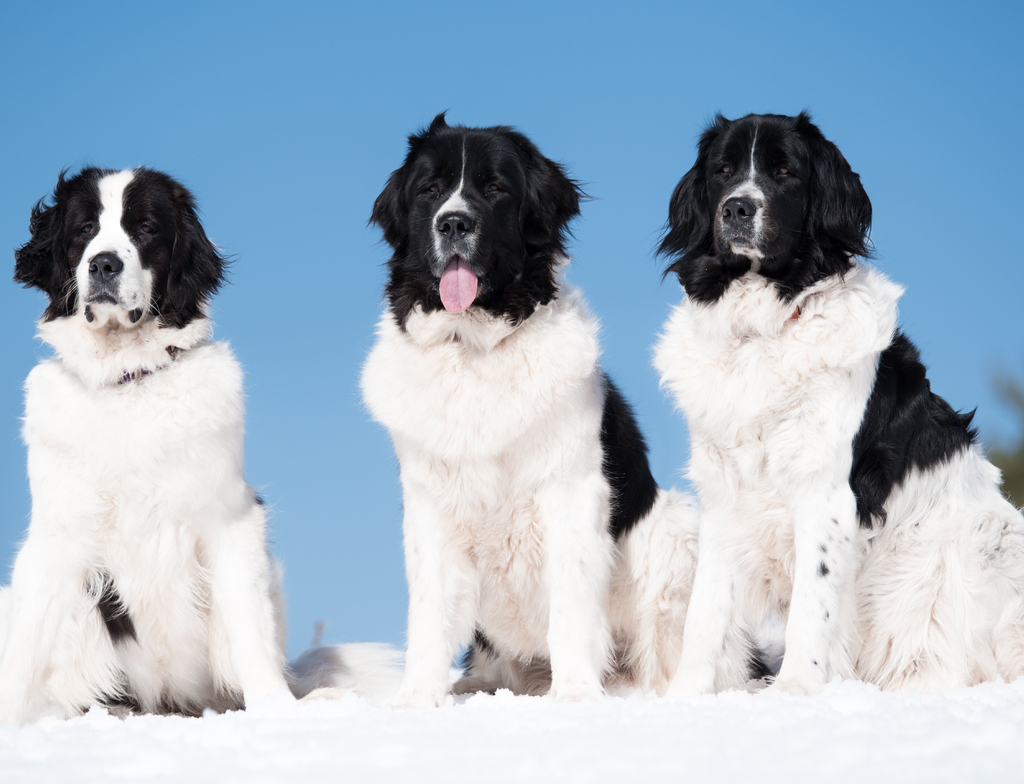 Lais Puzzle - Landseer - 1.000 Teile p-349890