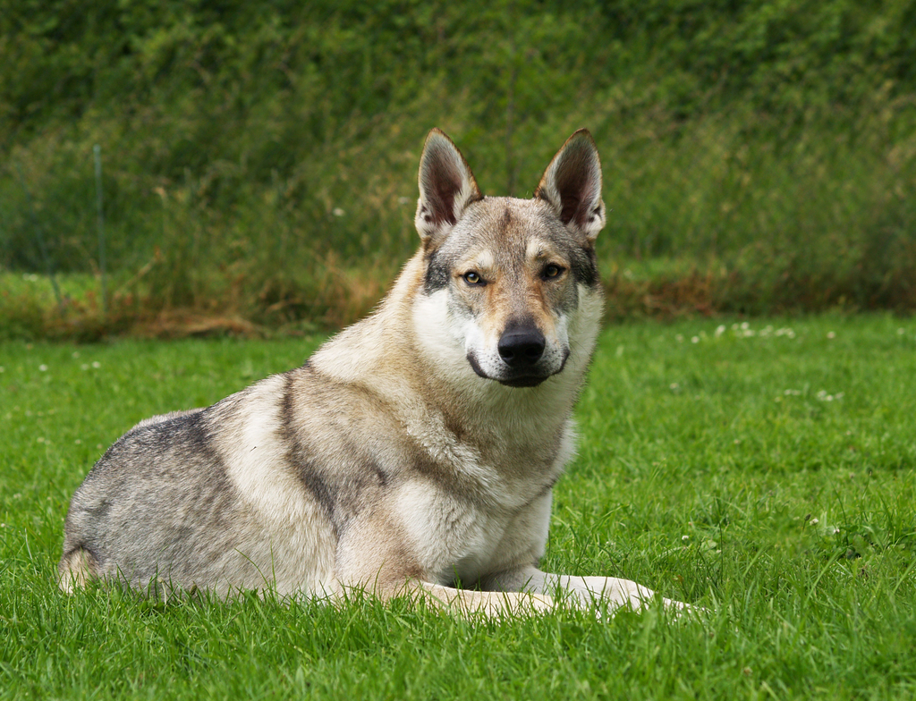 Lais Puzzle - Tschechoslowakischer Wolfhund - 1.000 Teile p-349894
