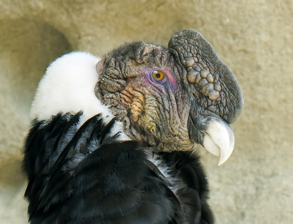 Lais Puzzle - Erwachsener männlicher Andenkondor (Vultur gryphus), Nationalpark Torres del Paine, Südpatagonien, Chile - 1.000 Teile p-350303