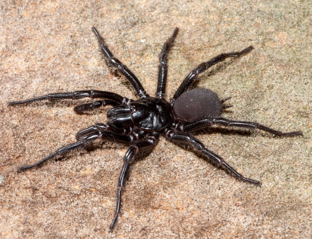 Lais Puzzle - Sydney Trichternetzspinne, Australien - 1.000 Teile p-350535