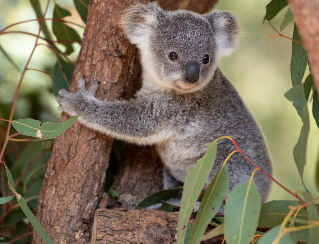 Lais Puzzle - Koala Joey umarmt einen Baumast - 1.000 Teile p-350549