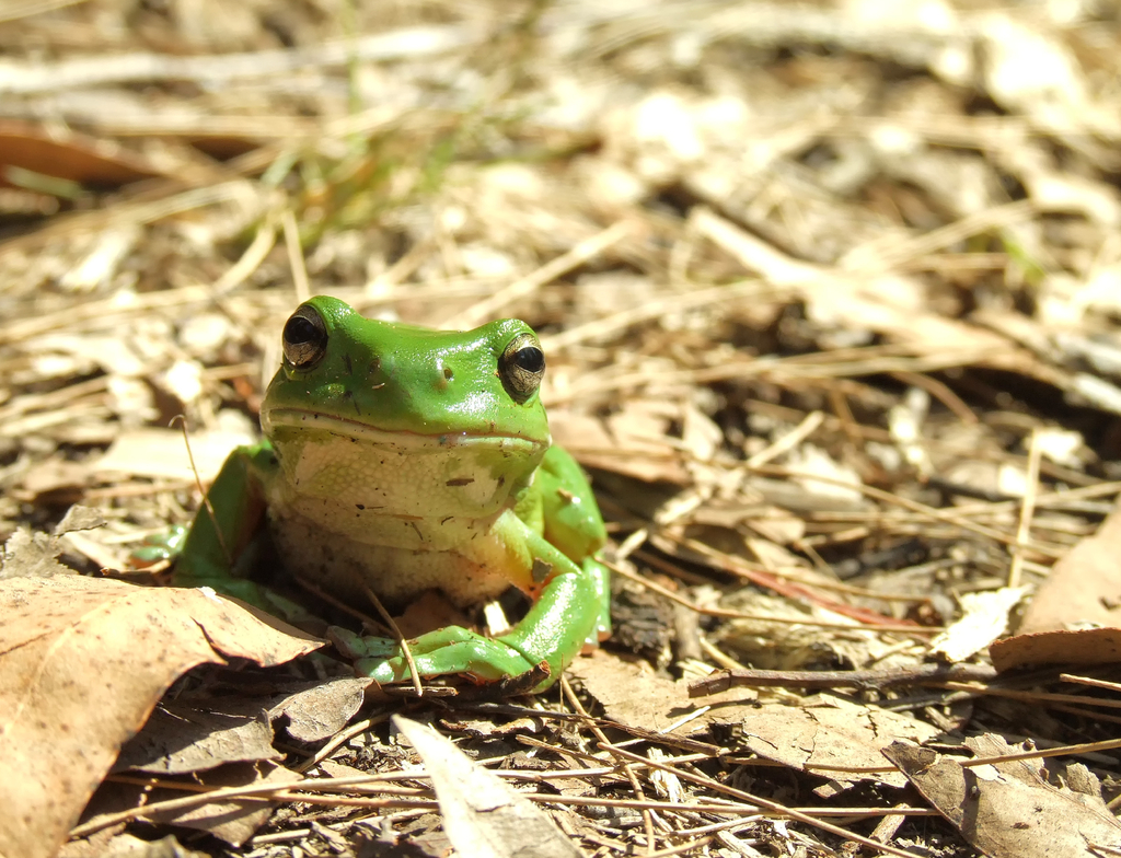 Lais Puzzle - Grüner Laubfrosch in der Laubstreu des Waldes, Australien - 1.000 Teile p-350696