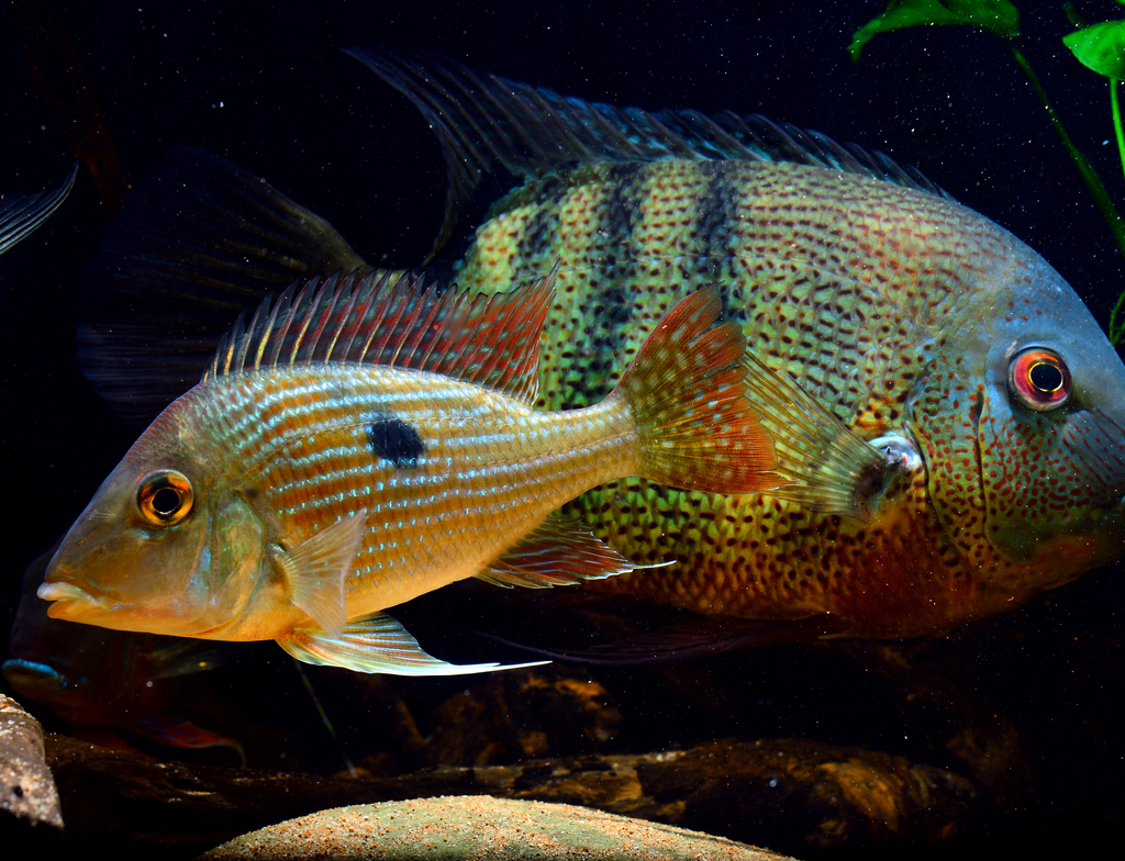 Lais Puzzle - Geophagus sp Gurupi - 1.000 Teile p-350807