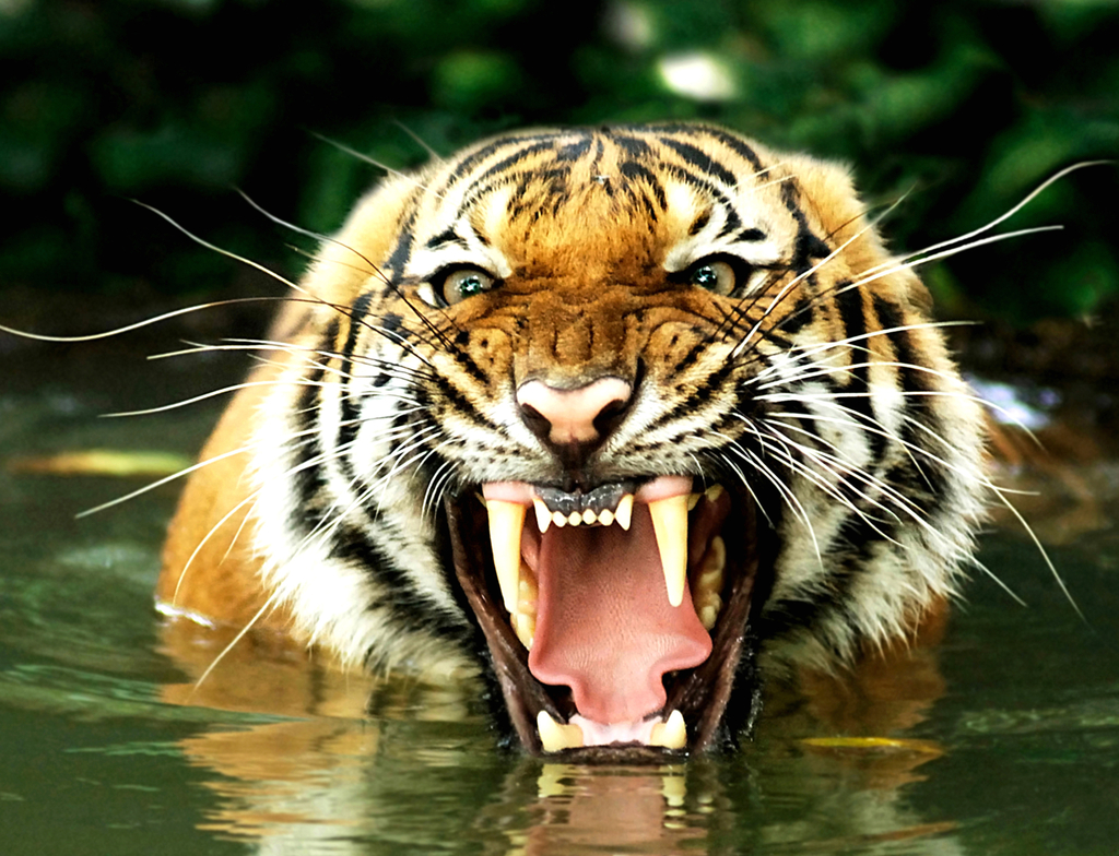 Lais Puzzle - Bengalischer Tiger - 1.000 Teile p-350971