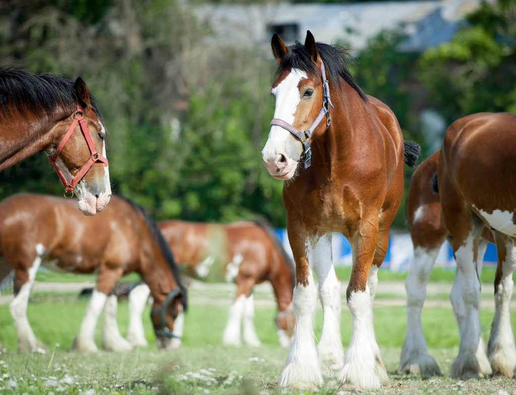 Lais Puzzle - Clydesdale Horse - 1.000 Teile p-351047