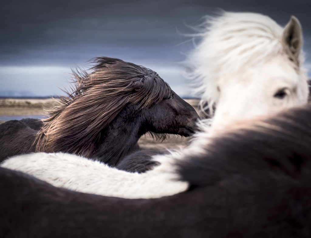 Lais Puzzle - Islandpferde - 1.000 Teile p-351053