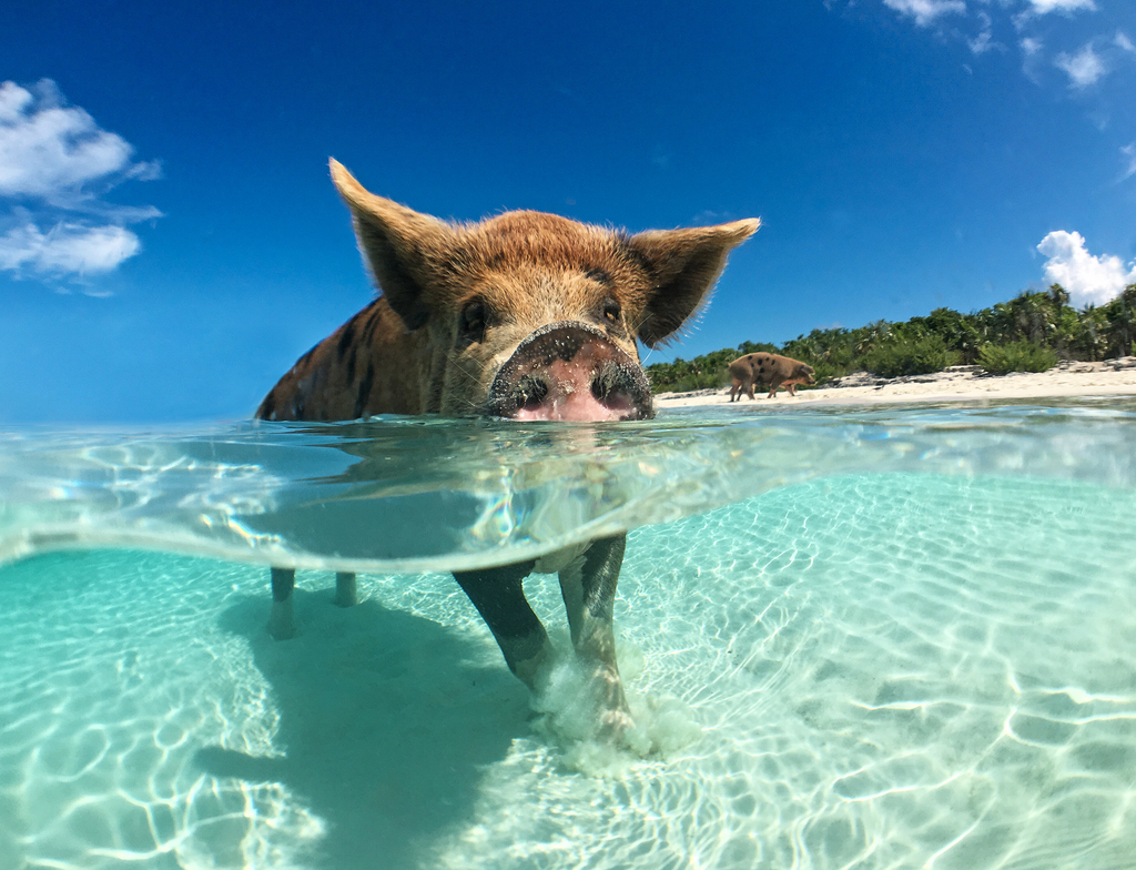 Lais Puzzle - Wildes, schwimmendes Schwein auf Big Majors Cay auf den Bahamas - 1.000 Teile p-351143