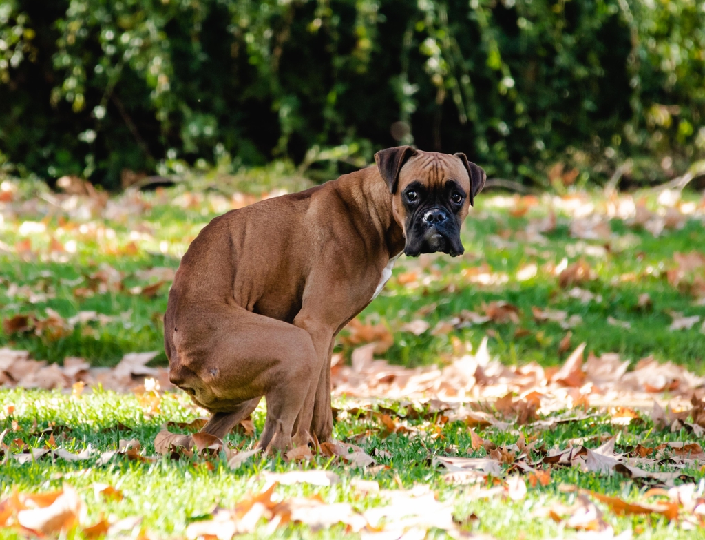 Lais Puzzle - Boxerhaufen, Hund im Park, Hundescheiße - 1.000 Teile p-352806