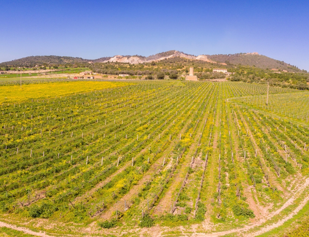 Lais Puzzle - Moli des Porques, Weinberge Mesquida Mora, Porreres, Mallorca - 1.000 Teile p-353883