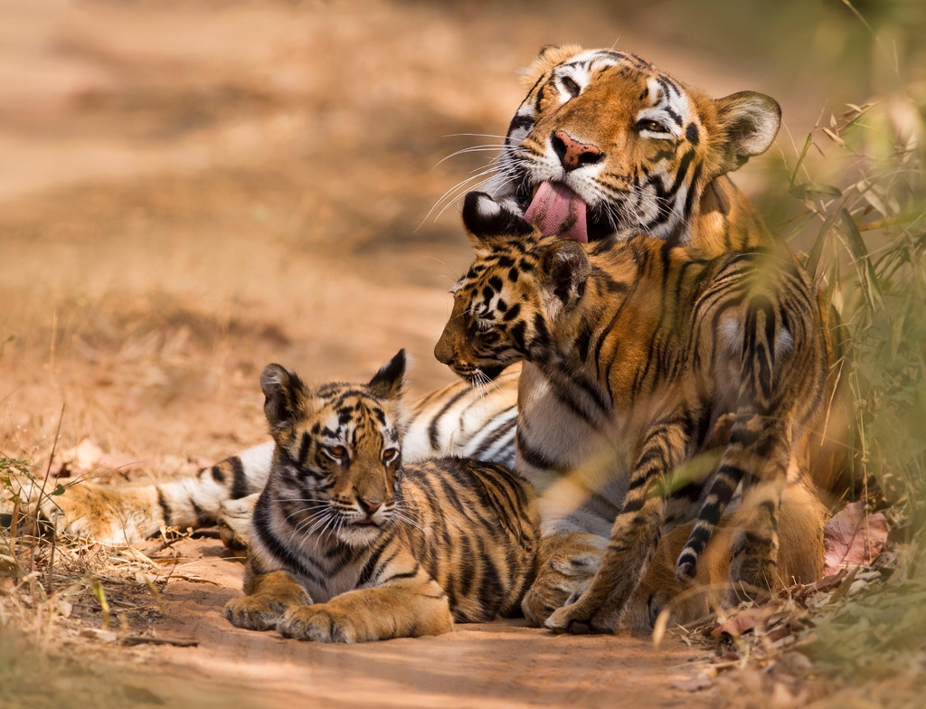 Lais Puzzle - Royal Bengal Tiger mit Cub - 1.000 Teile p-353904