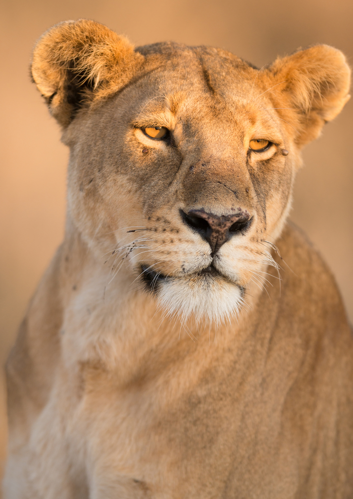 Lais Puzzle - Löwin im Morgenlicht - 100, 200, 500 & 1.000 Teile p-769